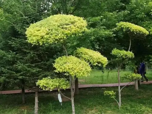 观赏性优于普通绿色品种的中华金叶榆(二)