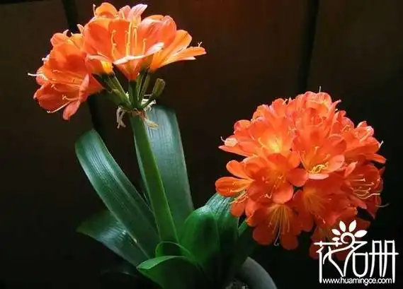 君子兰花语是什么君子兰的寓意和象征