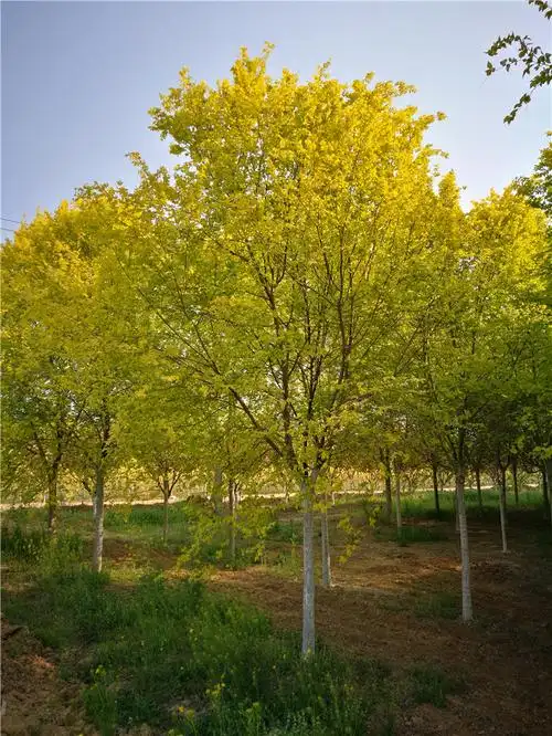 苗木展示 / 金叶榆 - 陕西北星花木园林有限公司