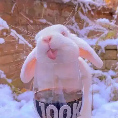 高清超萌可爱宠物兔子微信头像图片_动物头像_美头网