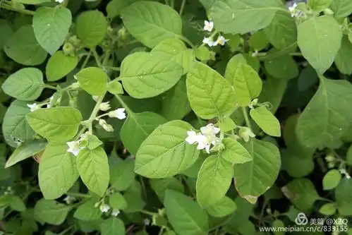 27,少花龙葵,又称美洲龙葵,茄科茄属一年生草本.9月初,小区附近.