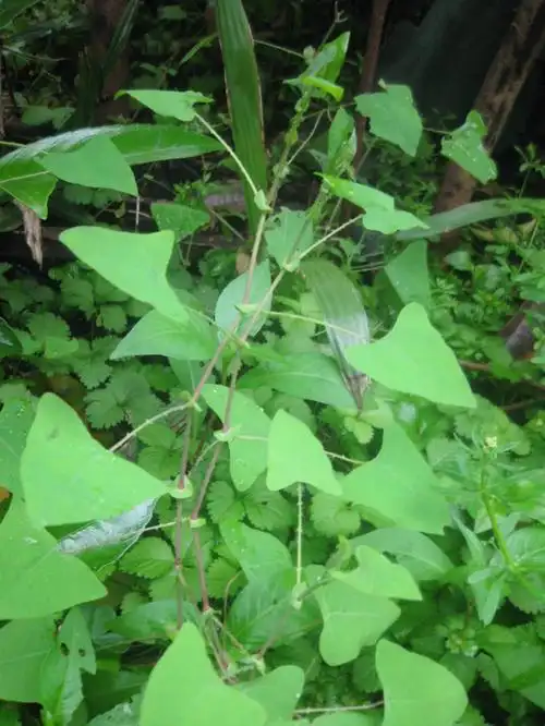 这种草,能冶小孩湿疹,蛇却很怕它,为啥?