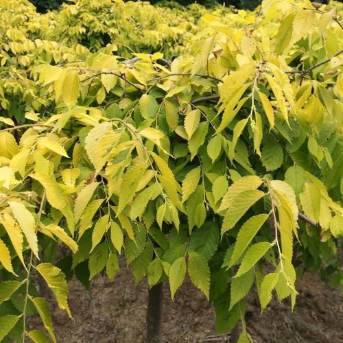 中华金叶榆(中华金叶榆是乔木还是灌木) - 123植物网