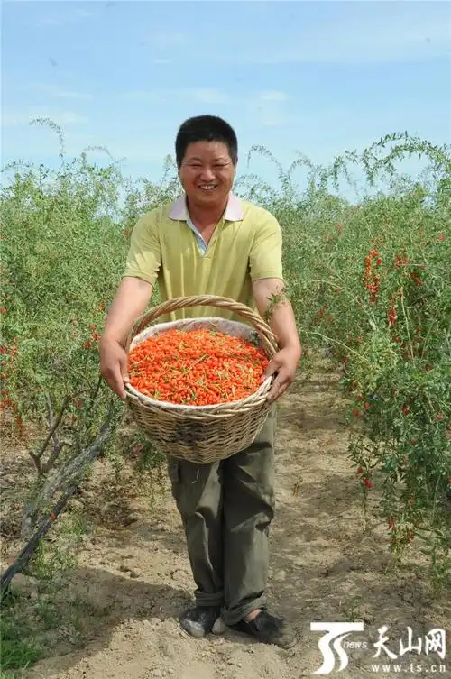 6月20日,乌苏市西湖镇德坤农场枸杞承包户李雪领手捧丰收的枸杞,乐开