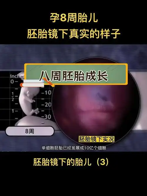 孕8周胎儿发育揭秘,神奇生命过程