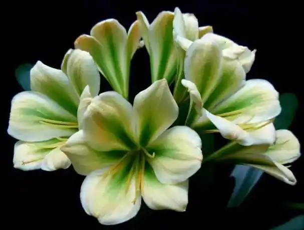 君子兰的花语是"高贵","宝贵",寓意有着君子般的人格和品性,是一种