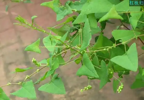 "杠板归"也叫做河白草,蛇倒退,梨头刺,蛇不过,犁头刺藤,老虎利,雷公藤