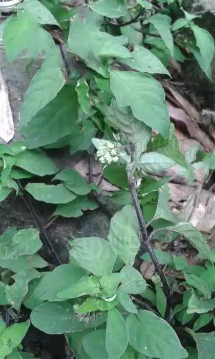 蛇根草见过吗用于慢性气管炎劳伤咳血月经不调扭伤脱臼