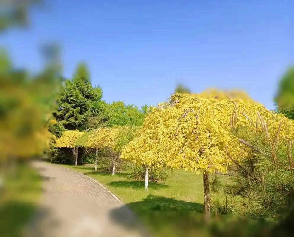 中华金叶榆是榆科榆属落叶乔木.花期3-4月,果期 - 抖音