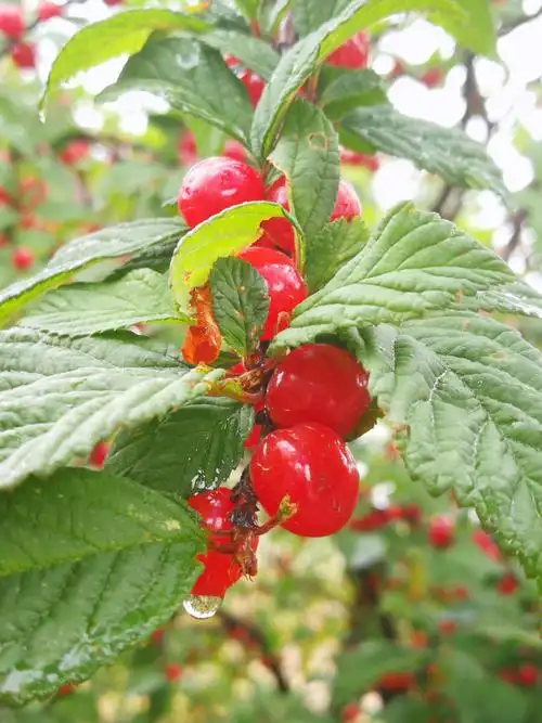 晚熟的野樱桃