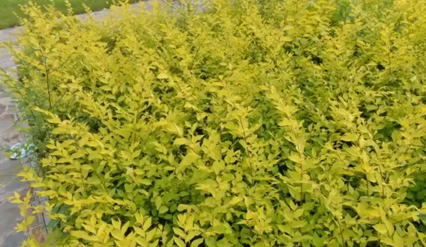 p>中华金叶榆(学名: i>ulmus pumila 'jinye' /i>)