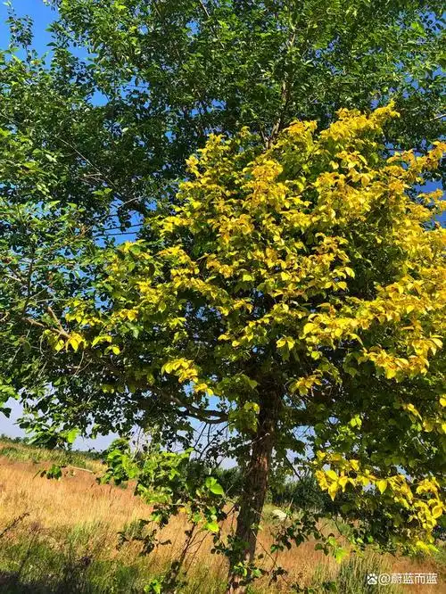 曹妃湖湿地东环路两侧的金叶榆球树非常漂亮,这个树又叫中华金叶榆.