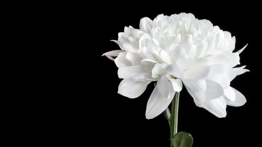 湖北卫健委悼念援鄂护师张静静:暗夜里的一束光