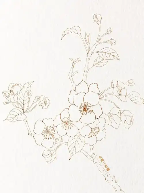 铅笔线描技法》#procreate  #ipad画画  #水彩  #画画  #临摹  #梨花