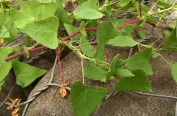 也有很多地方会称呼它:老虎刺,犁壁藤,退血草,蛇不过,蛇倒退,河白草