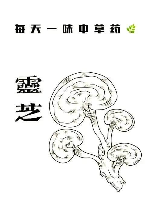 灵芝:大自然的神奇药材