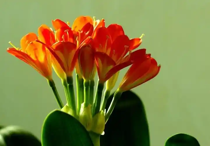 君子兰花语及象征意义,代表着君子谦谦的崇高敬意