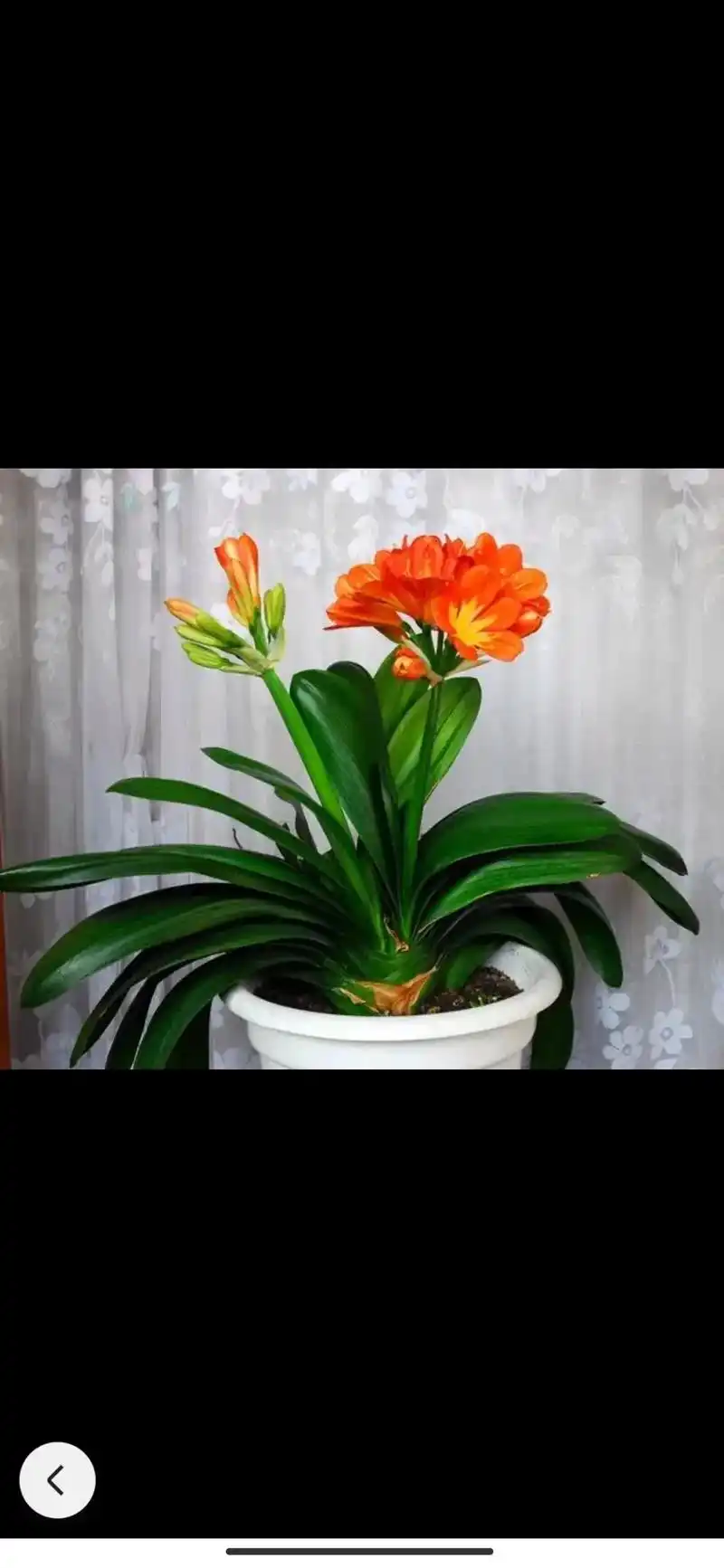 君子兰 君子兰的花语是温文尔雅,谦谦有礼,有才华而不骄傲, - 抖音