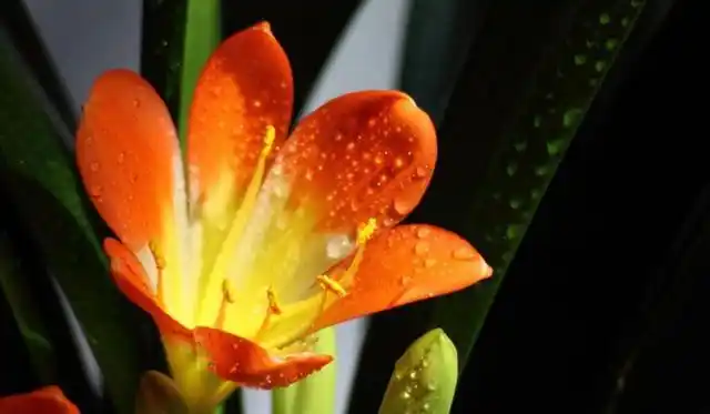 君子兰的花语和寓意是什么呢?