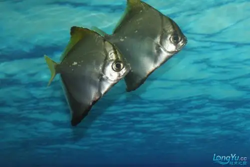 来个高手看看黄鳍鲳是白点吗?