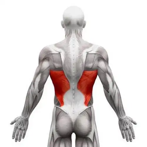 背阔肌是全身最大的阔肌,是一组非常强大的肌肉,位于下背部和腰部