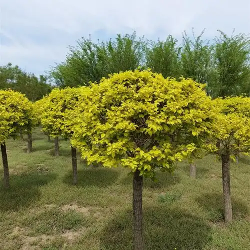 5公分金叶榆树价格,中华金叶榆