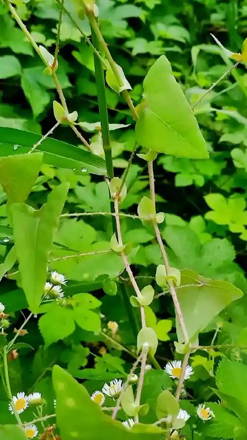 杠板归,蛇不过#野生植物 #自然之美